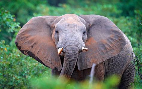 elephant wikipedia|elephant species list.